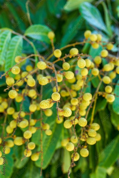 Unripe longan fruit on ancient longan tree Stock Photo | Adobe Stock