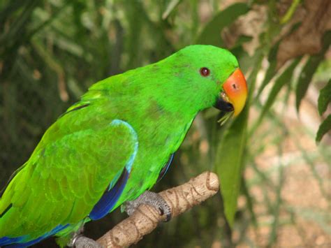 Eclectus Parrot, Adelaide Zoo - Trevor's Birding