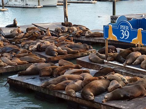 With Summer Ahead, Most Sea Lions Expected To Leave Pier 39