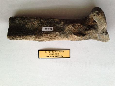 Fossil American Lion Partial Femur - Fossils & Artifacts for Sale ...