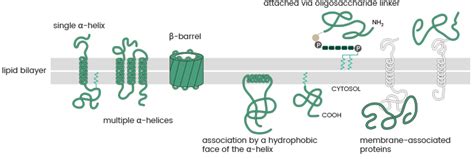 What are Transmembrane Proteins | Sino Biological