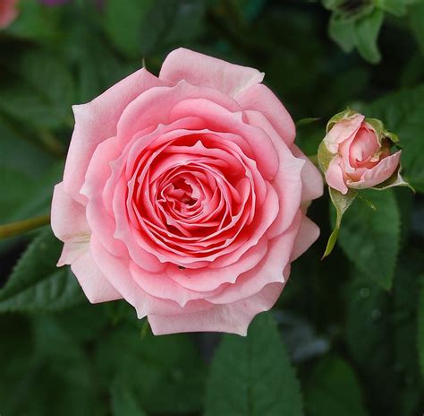 File:Pink rose .JPG - Wikimedia Commons