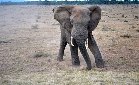 10 of the World's Smartest Animals - WorldAtlas.com