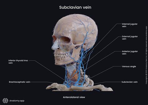 Subclavian vein | Encyclopedia | Anatomy.app | Learn anatomy | 3D ...