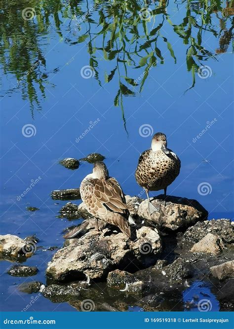 Wood duck in swamp habitat stock photo. Image of north - 169519318