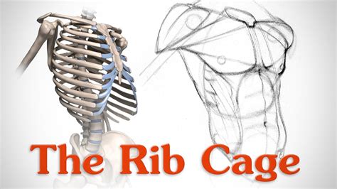 rib cage anatomy