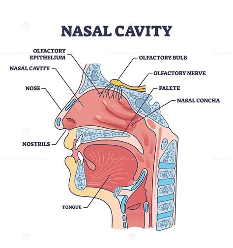 Nasal cavity anatomy with medical nose parts description outline ...