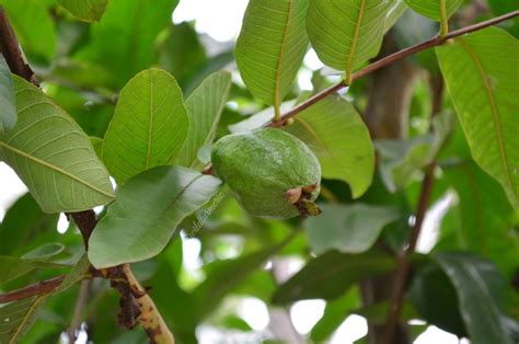 10 Top Benefits, Uses & Side Effects Of Guava Leaves For Skin, Hair ...