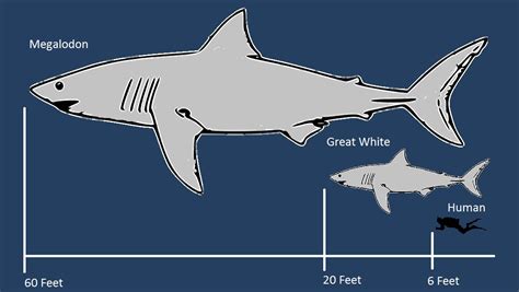 Great White Megalodon Size Comparison