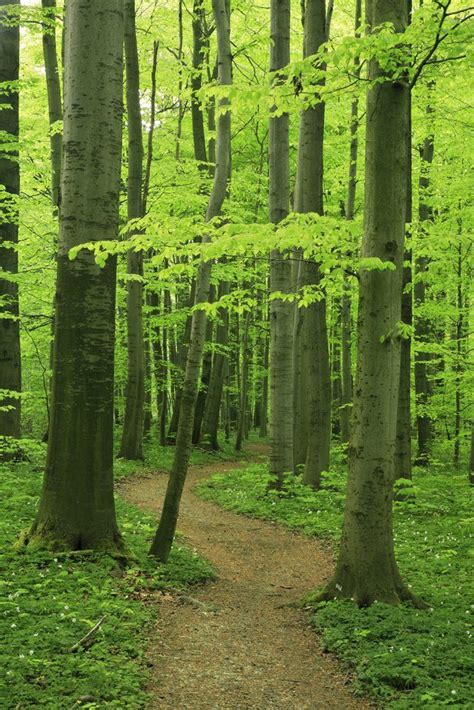 Beech Forest | Nature, Scenery, Forest path