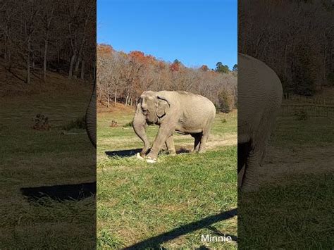 Giant Elephants Eat Giant Pumpkins At Squishing Of The Squash 2022 ...