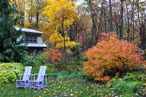 great shrub: fothergilla, a multi-season star - A Way To Garden