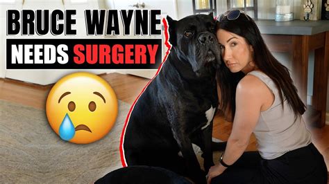 Bruce Wayne Needs Surgery - Cane Corso Surgery - YouTube in 2022 ...