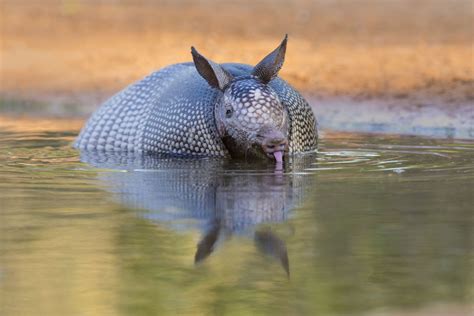 13 Facts About Armadillos