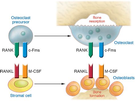 [PDF] Estrogen deficiency and bone loss: an inflammatory tale ...