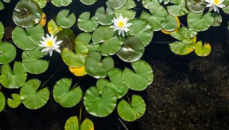 Aquatic Plants With Special Adaptive Features | Sciencing