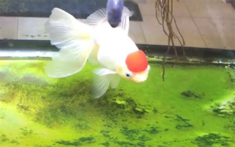 Do Goldfish Eat Algae?