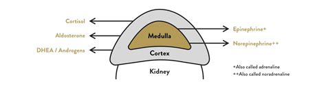 Body Basics: What Are Adrenal Glands and What Do They Do? | Thorne