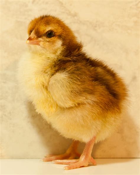 Speckled Sussex Chicken Breed Guide - Know Your Chickens