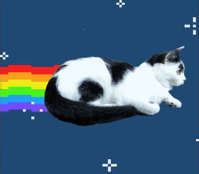 Animação de fotografia de gato com arco íris: inspirado no Nyan Cat ...