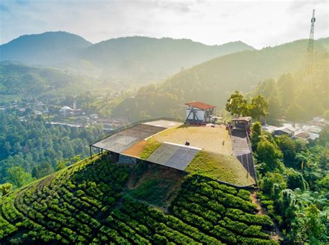 Gunung Mas Bogor Jadi Destinasi Wisata Berkebun Teh