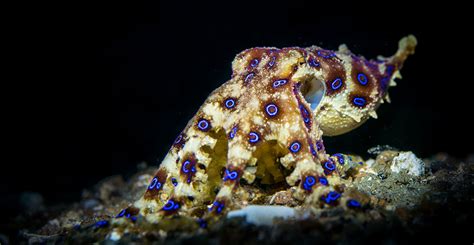 The blue-ringed octopus: small, vibrant and exceptionally deadly ...