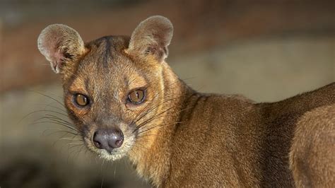 Fossa | San Diego Zoo Animals & Plants