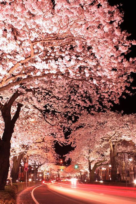 Long Exposure Photos of Japanese Cherry Blossoms at Night | Beautiful ...