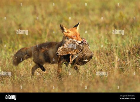 Red Fox after hunting, Vulpes vulpes, wildlife scene from Europe ...