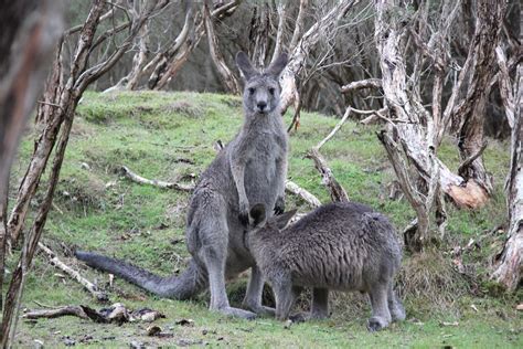 Free photo: Kangaroos, Marsupial, Nature - Free Image on Pixabay - 822653