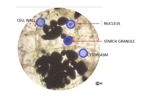 [Solved] all questions about banana cells as viewed under light ...