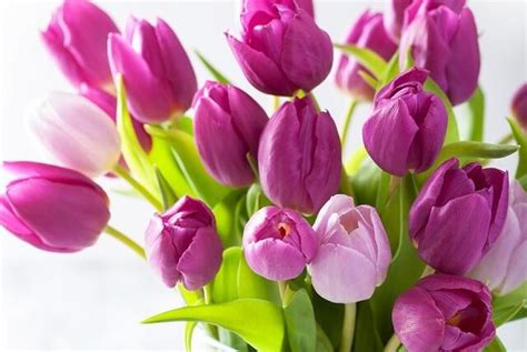 Hoa tulip tím | 1 loại hoa mang vẻ đẹp kiêu sa, huyền bí của một nữ hoàng