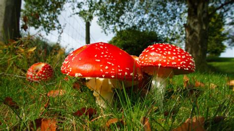 Amanita Muscaria: The Fascinating Science Behind Its Psychoactive Effect