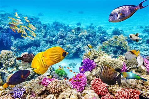 18 Best Places to Go Snorkeling in the World | PlanetWare