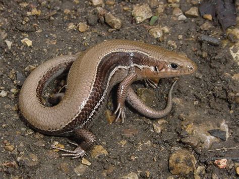 SouthernCoalSkink