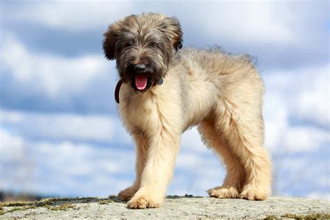 Meet the Briard!