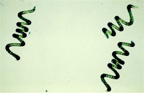 Spirulina Algae Microscope