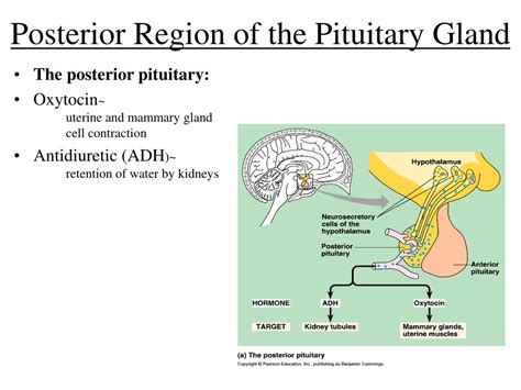 [DIAGRAM] Diagram Of Pituitary Gland Cells - MYDIAGRAM.ONLINE