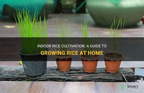 Indoor Rice Cultivation: A Guide To Growing Rice At Home | ShunCy