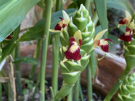 Ginger flowering : r/gardening