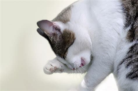 6 Natural Home Remedies to Treat Ringworm in Cats - Catster