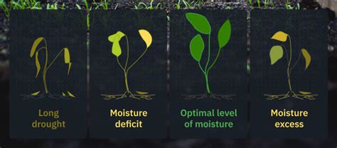 Soil Moisture: Methods Of Measuring & Tools For Monitoring