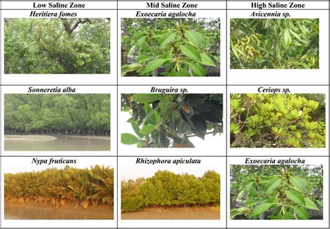 Selected mangrove species from different saline zones in Sundarban ...