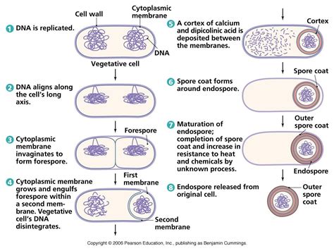 Spore Formation In Bacteria – Beinyu.com