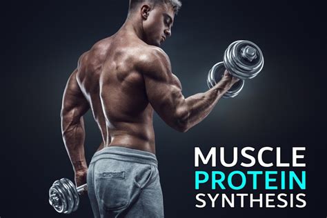 The Ultimate Guide to Muscle Protein Synthesis