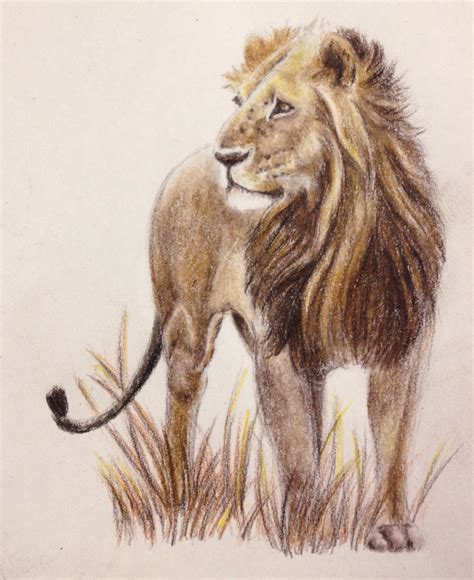 African Lion Drawing at GetDrawings | Free download