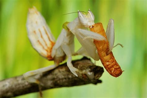 Orchid Mantis | CRITTERFACTS