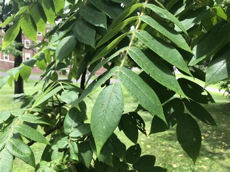 Butternut Tree | Facilities Management | UMass Amherst