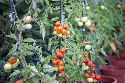 Tomato Stakes & Cages: 4 Options For Healthy Tomatoes - Growfully