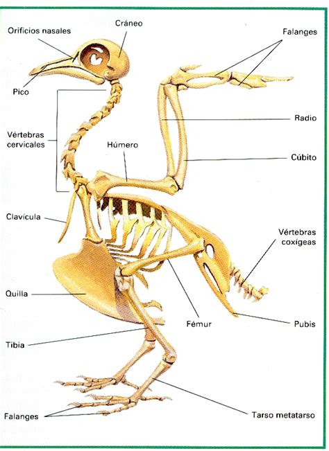 BIOLOGÍA Y GEOLOGÍA 1º ESO: ESQUELETO DE UN AVE